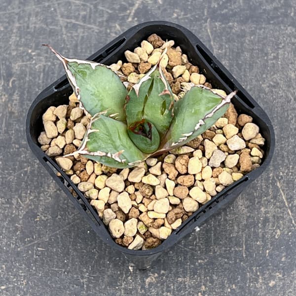 アガベ：チタノタ　黒鯨　3号鉢植え*