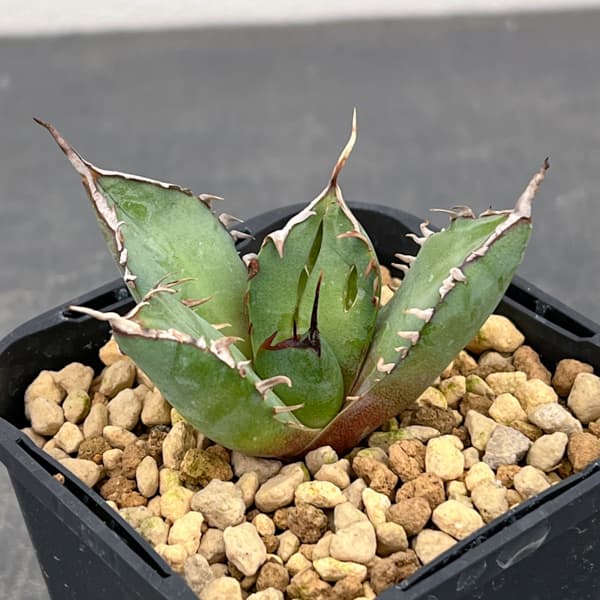 アガベ：チタノタ　黒鯨　3号鉢植え*