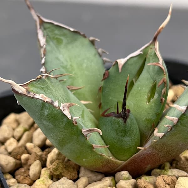 アガベ：チタノタ　黒鯨　3号鉢植え*