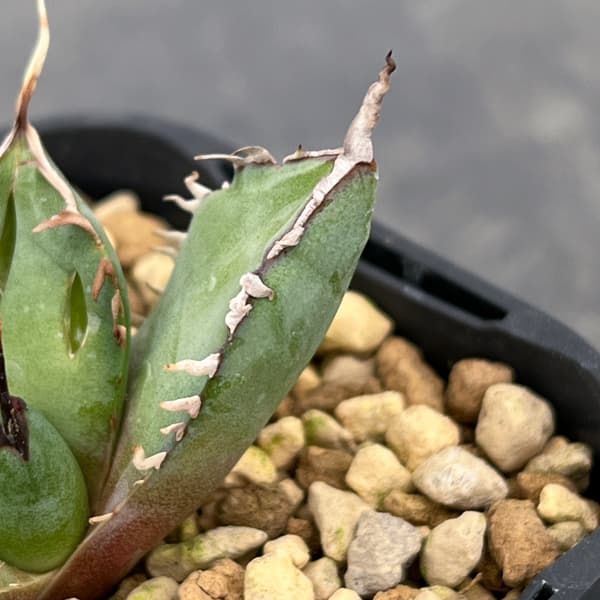 アガベ：チタノタ　黒鯨　3号鉢植え*