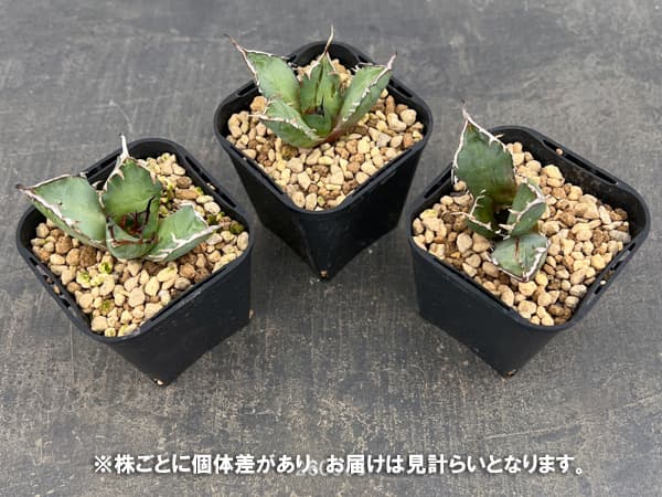 アガベ：チタノタ　黒鯨　3号鉢植え*