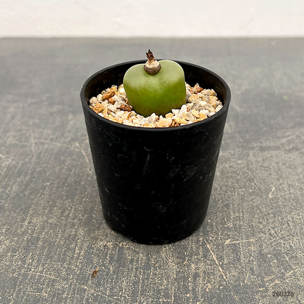 コノフィツム:マウガニー(タイプ2) 2.5号鉢植え