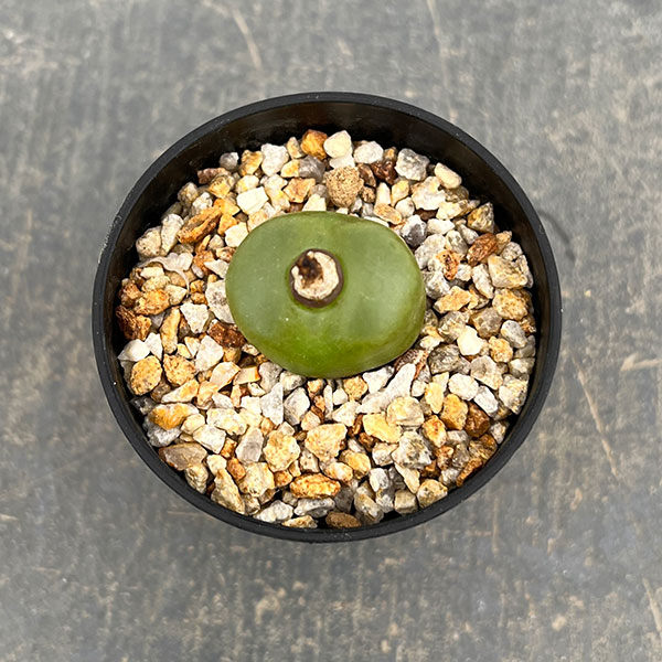 コノフィツム:マウガニー(タイプ2) 2.5号鉢植え