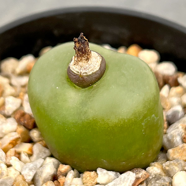 コノフィツム:マウガニー(タイプ2) 2.5号鉢植え