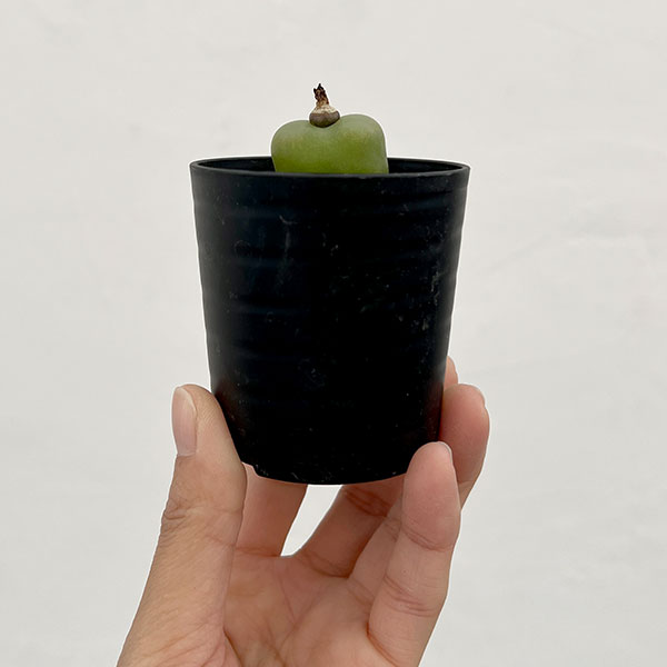 コノフィツム:マウガニー(タイプ2) 2.5号鉢植え