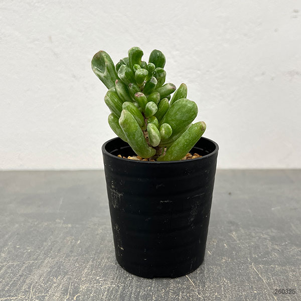 クラッスラ：ゴーラム錦　2.5号鉢植え