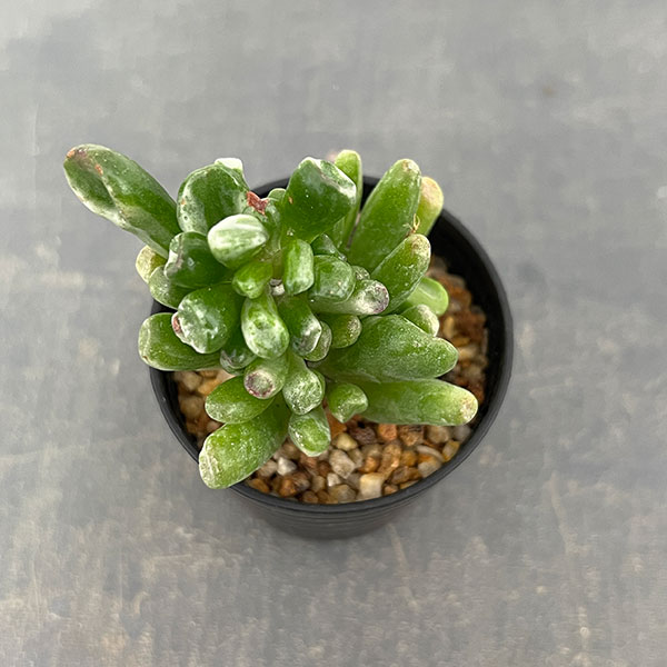 クラッスラ：ゴーラム錦　2.5号鉢植え