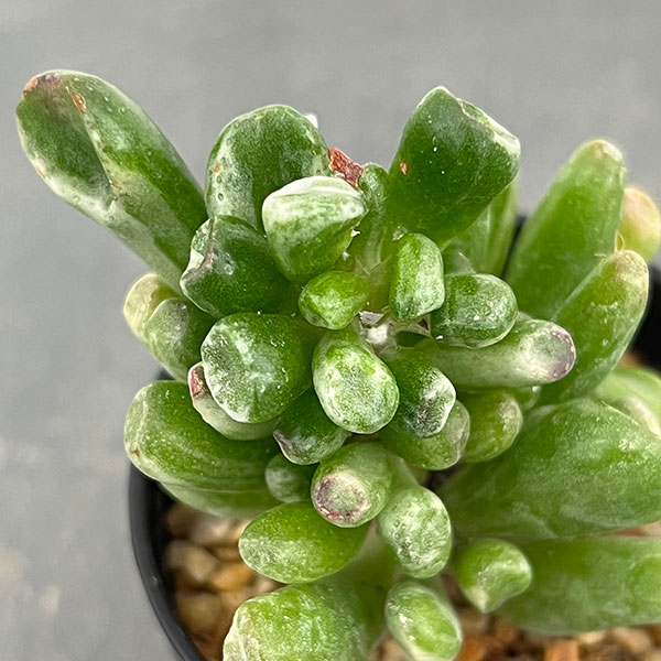 クラッスラ：ゴーラム錦　2.5号鉢植え