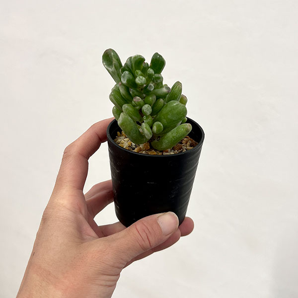 クラッスラ：ゴーラム錦　2.5号鉢植え