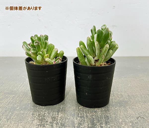 クラッスラ：ゴーラム錦　2.5号鉢植え