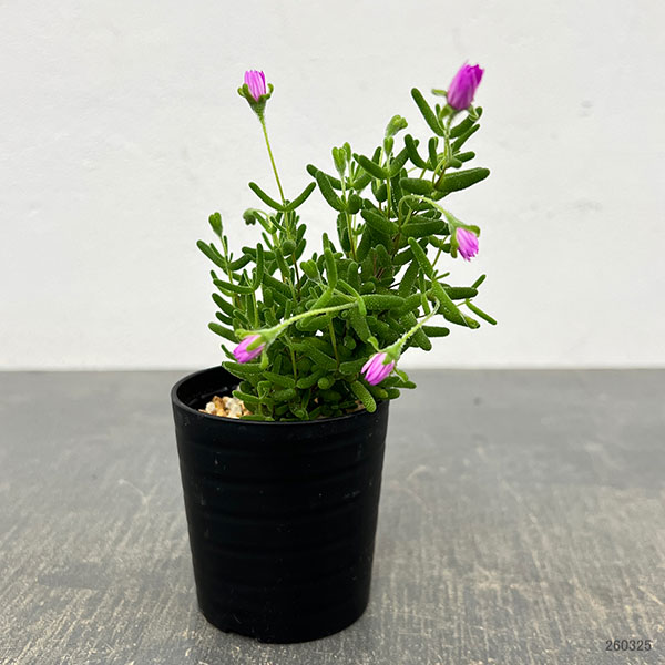 ドロサンテマム：グロボーサム　2.5号鉢植え