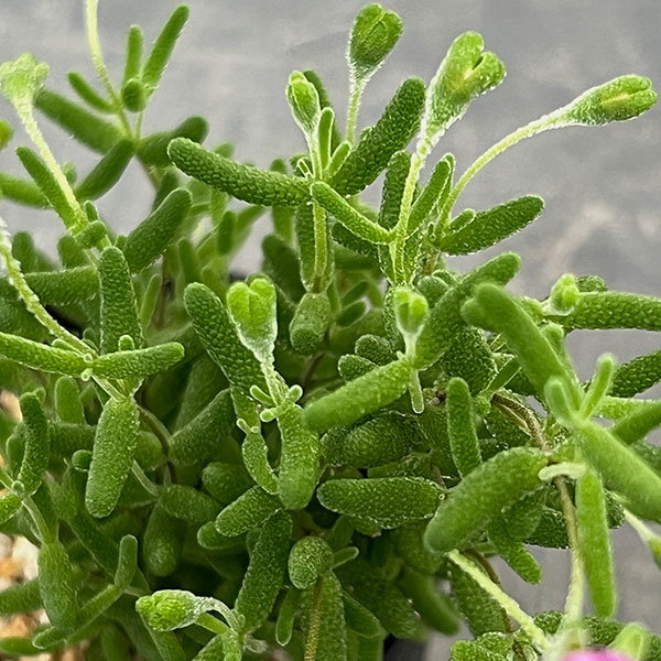 ドロサンテマム：グロボーサム　2.5号鉢植え