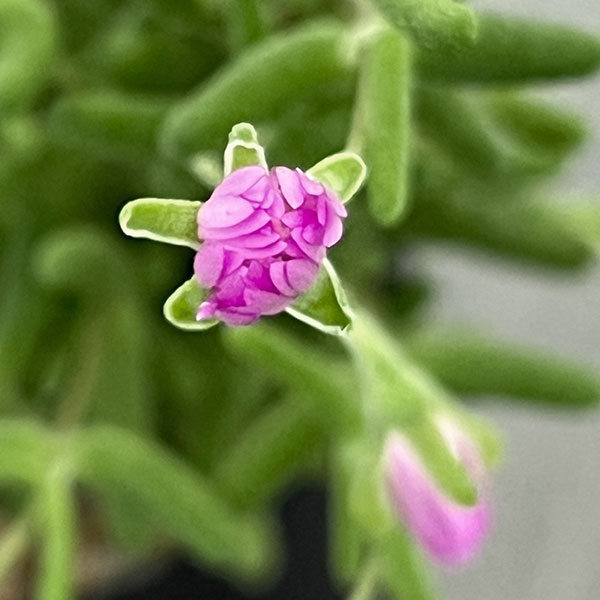 ドロサンテマム：グロボーサム　2.5号鉢植え