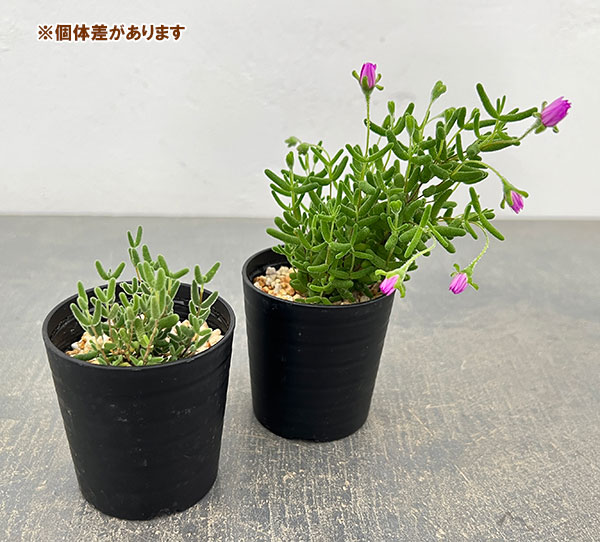 ドロサンテマム：グロボーサム　2.5号鉢植え
