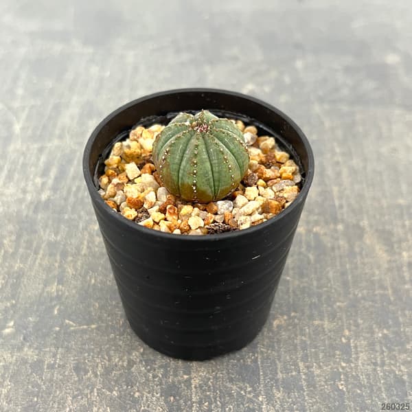 ユーフォルビア：オベサ　梵天　2.5号鉢植え