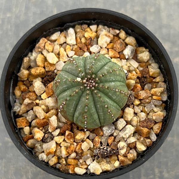 ユーフォルビア：オベサ　梵天　2.5号鉢植え