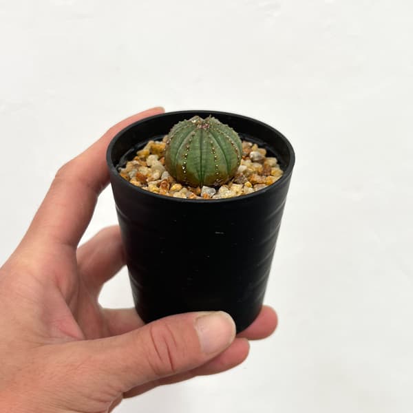ユーフォルビア：オベサ　梵天　2.5号鉢植え