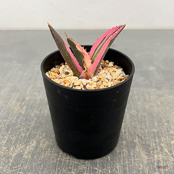 アガベ:チタノタ スナグルトゥース 2.5号鉢植え