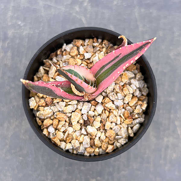 アガベ:チタノタ スナグルトゥース 2.5号鉢植え