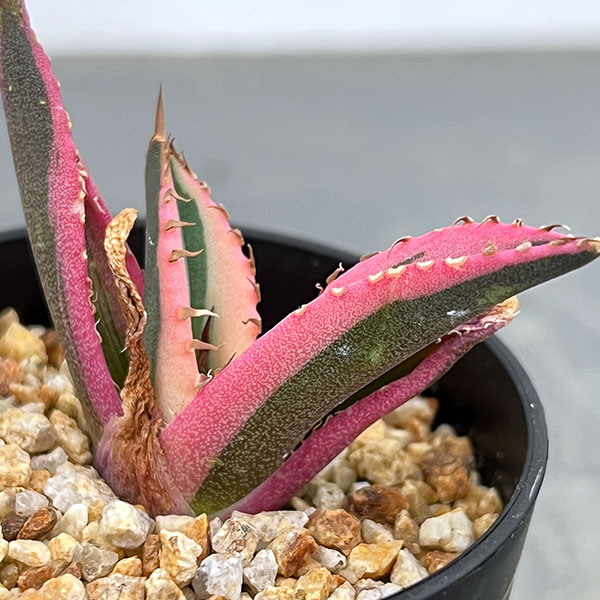 アガベ:チタノタ スナグルトゥース 2.5号鉢植え