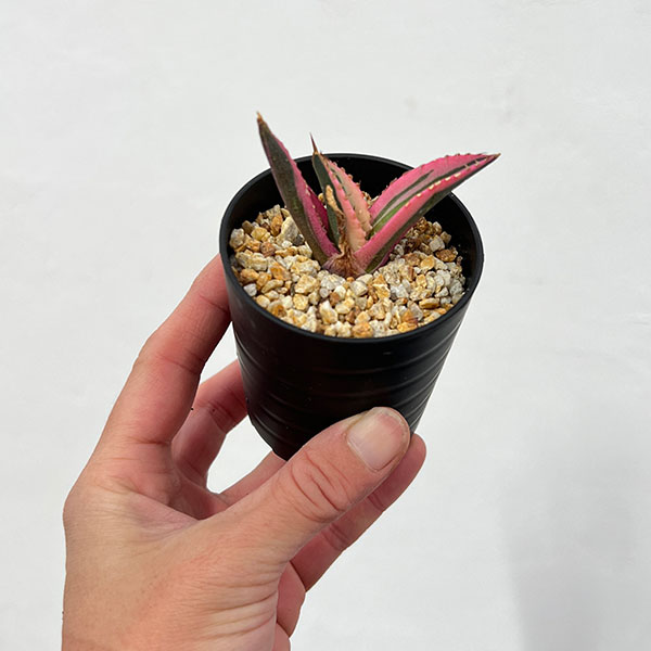 アガベ:チタノタ スナグルトゥース 2.5号鉢植え