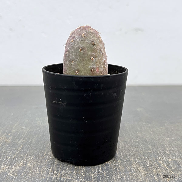 サボテン：テフロカクタス　ゲオメトリクス（ナラシノ）2.5号鉢植え