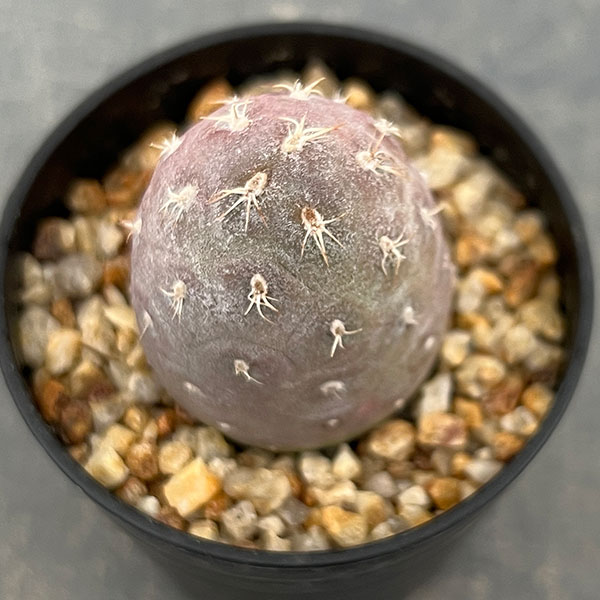 サボテン：テフロカクタス　ゲオメトリクス（ナラシノ）2.5号鉢植え