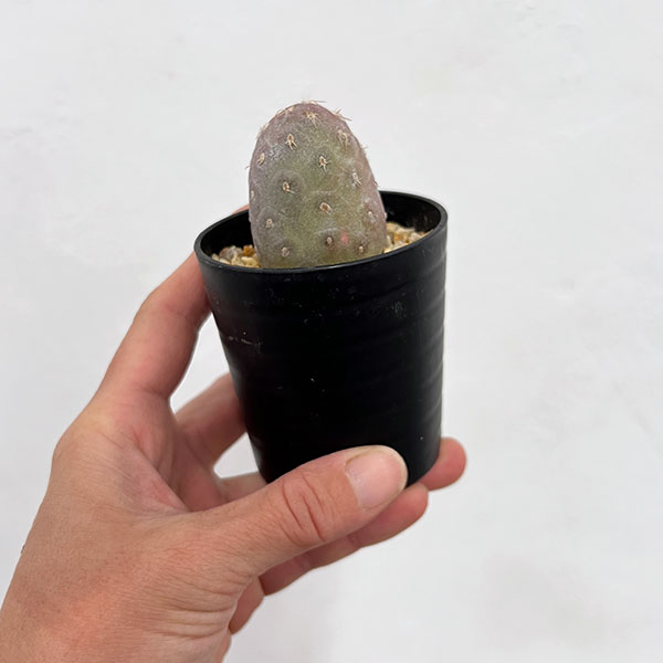 サボテン：テフロカクタス　ゲオメトリクス（ナラシノ）2.5号鉢植え