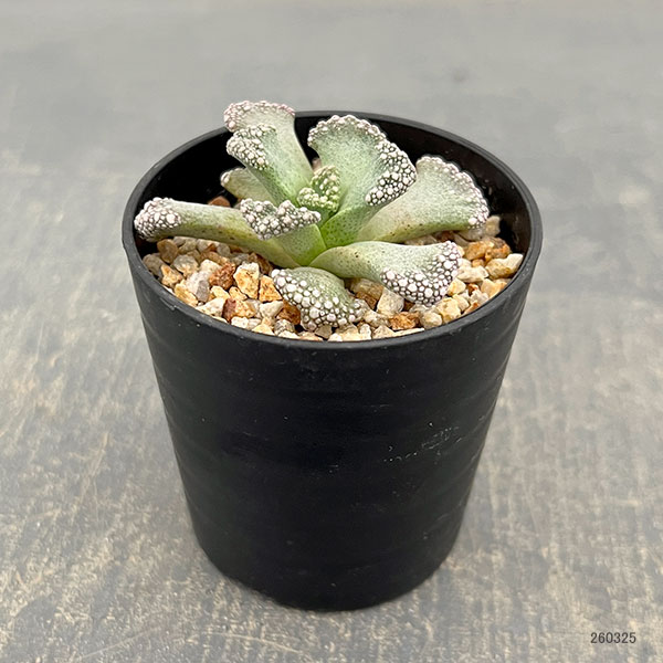 メセン:チタノプシス カルカレア 天女 2.5号鉢植え