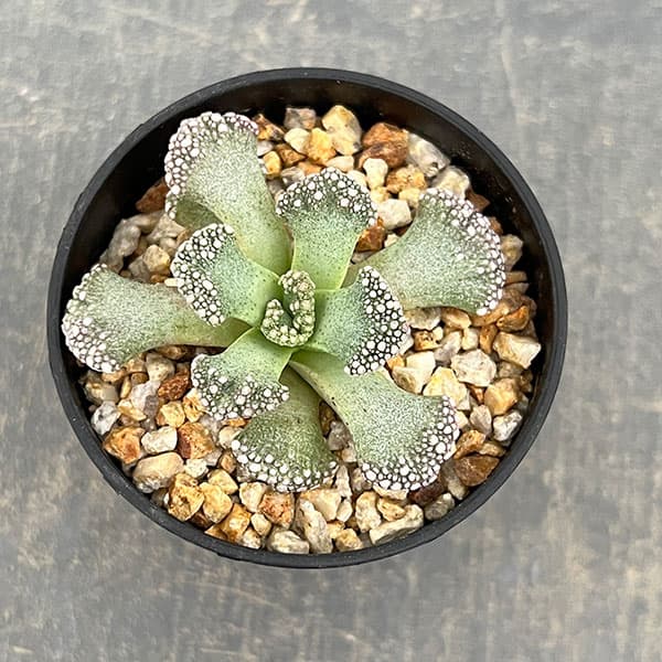 メセン:チタノプシス カルカレア 天女 2.5号鉢植え