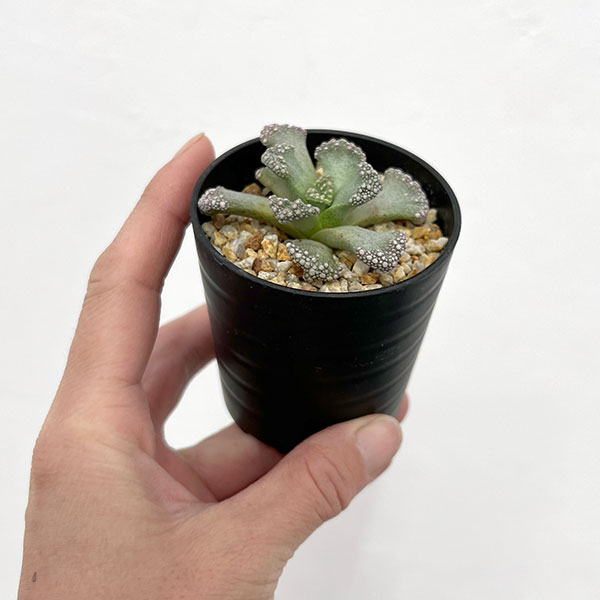 メセン:チタノプシス カルカレア 天女 2.5号鉢植え