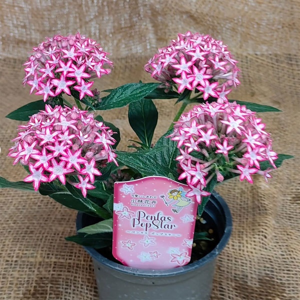 [26年5月中下旬予約]ペンタス：ポップスター　スカーレットマティーニ3.5号ポット