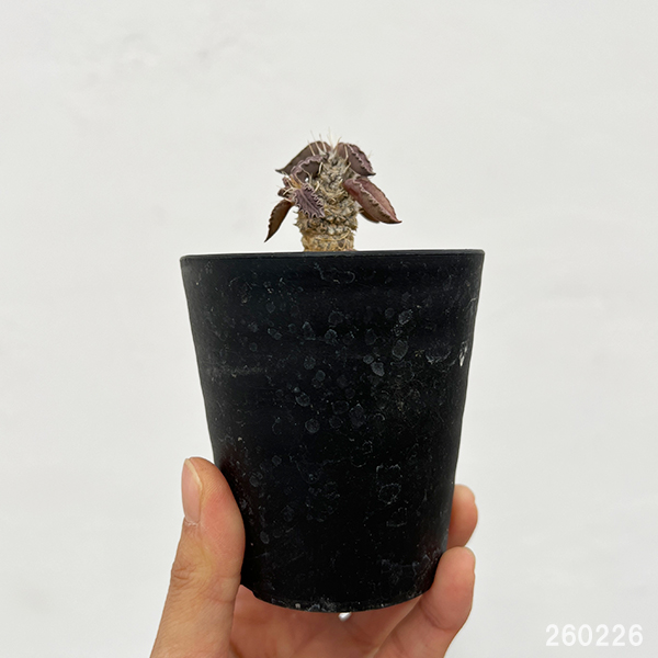 ユーフォルビア：トゥレアレンシス　2.5号鉢植え**