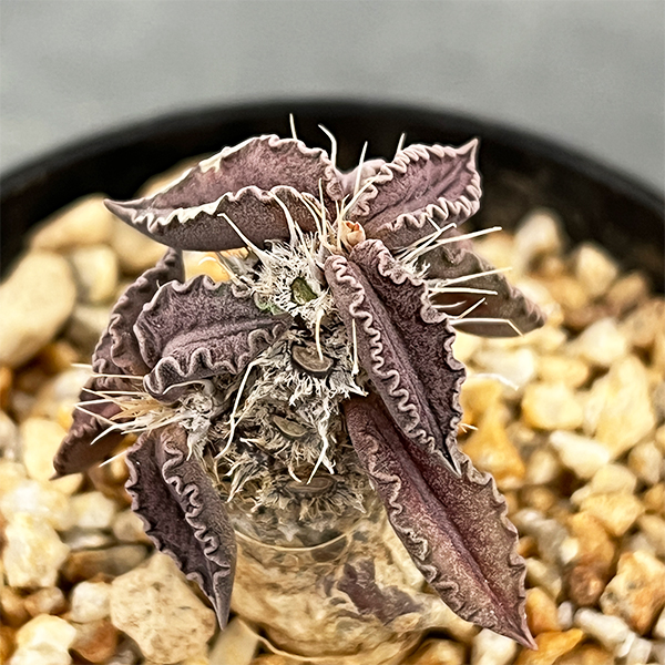 ユーフォルビア：トゥレアレンシス　2.5号鉢植え**