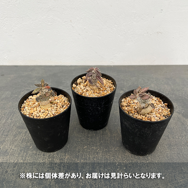 ユーフォルビア：トゥレアレンシス　2.5号鉢植え**