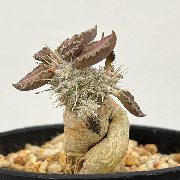 ユーフォルビア：トゥレアレンシス　2.5号鉢植え**