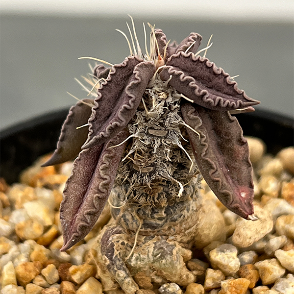 ユーフォルビア：トゥレアレンシス　2.5号鉢植え**