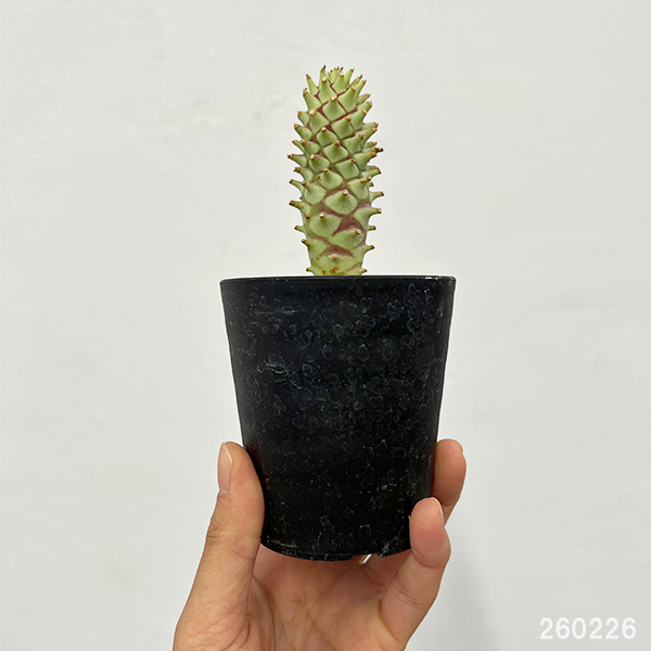 ユーフォルビア：ロンギツベルクローサ　2.5号鉢植え