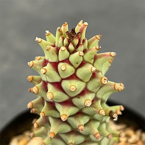 ユーフォルビア：ロンギツベルクローサ　2.5号鉢植え