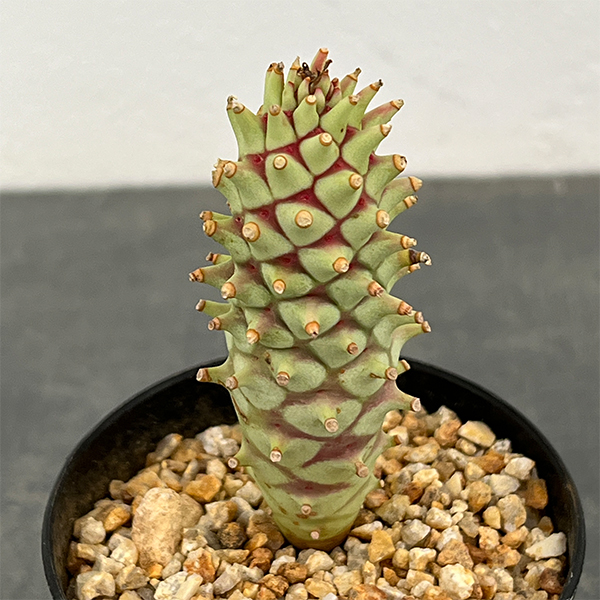 ユーフォルビア：ロンギツベルクローサ　2.5号鉢植え