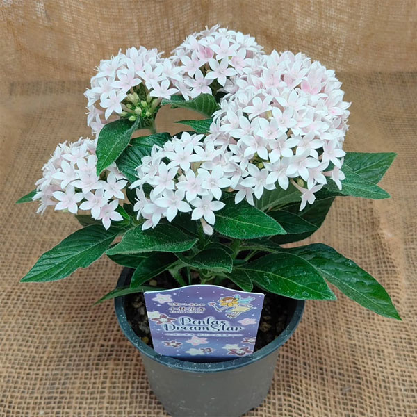 [26年5月中下旬予約]ペンタス：ドリームスター　スウィートヴェール3.5号ポット