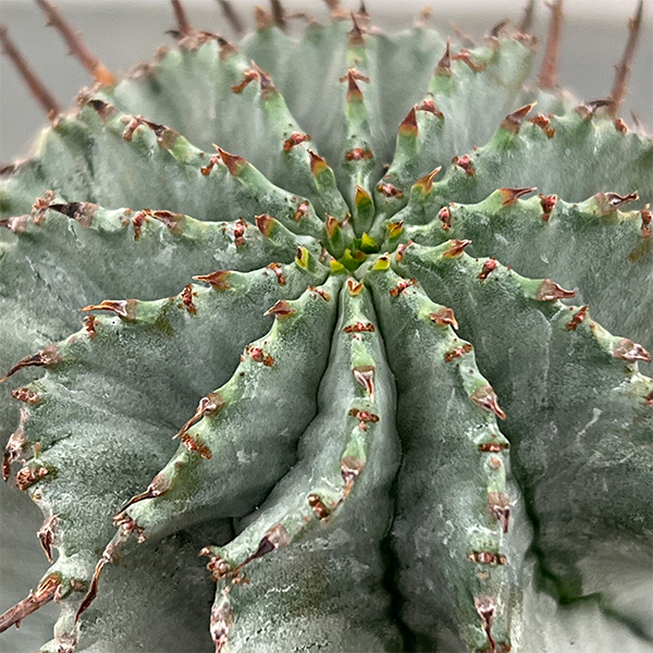 ユーフォルビア：アルバホリダ（実生・雌株）　3号鉢植え