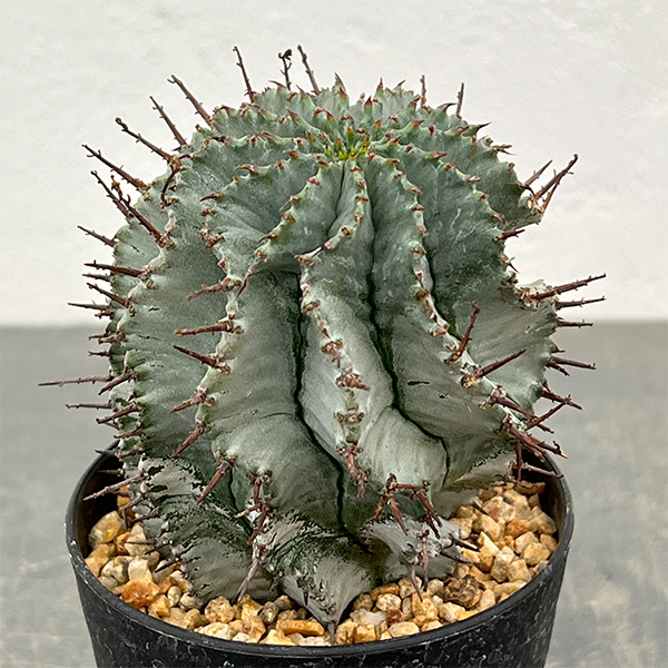 ユーフォルビア：アルバホリダ（実生・雌株）　3号鉢植え