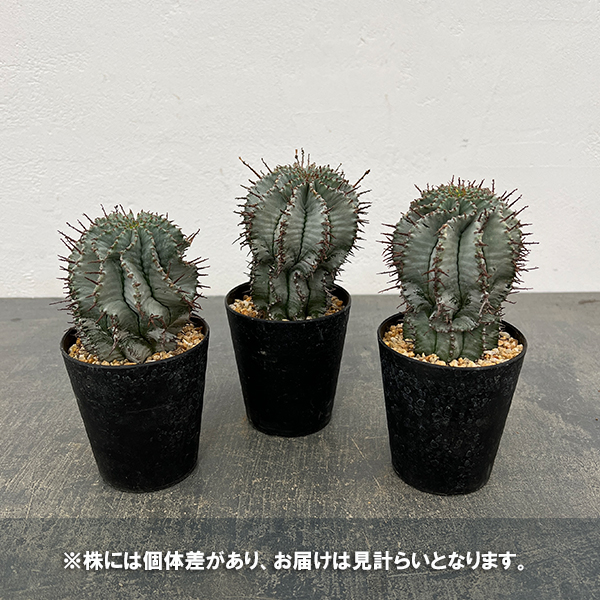ユーフォルビア：アルバホリダ（実生・雌株）　3号鉢植え