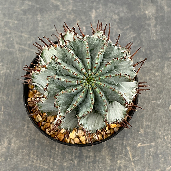 ユーフォルビア：アルバホリダ（実生・雌株）　3号鉢植え