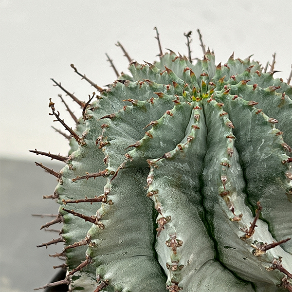 ユーフォルビア：アルバホリダ（実生・雌株）　3号鉢植え