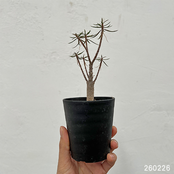 ユーフォルビア：バルサミフェラ　2.5号鉢植え