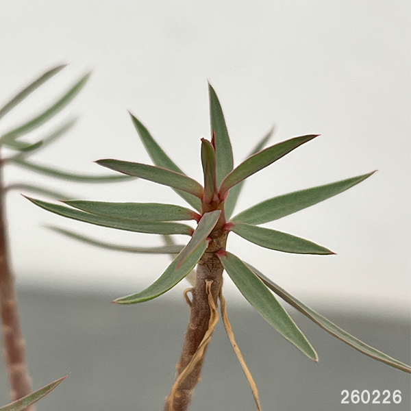 ユーフォルビア：バルサミフェラ　2.5号鉢植え