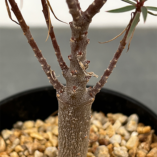 ユーフォルビア：バルサミフェラ　2.5号鉢植え