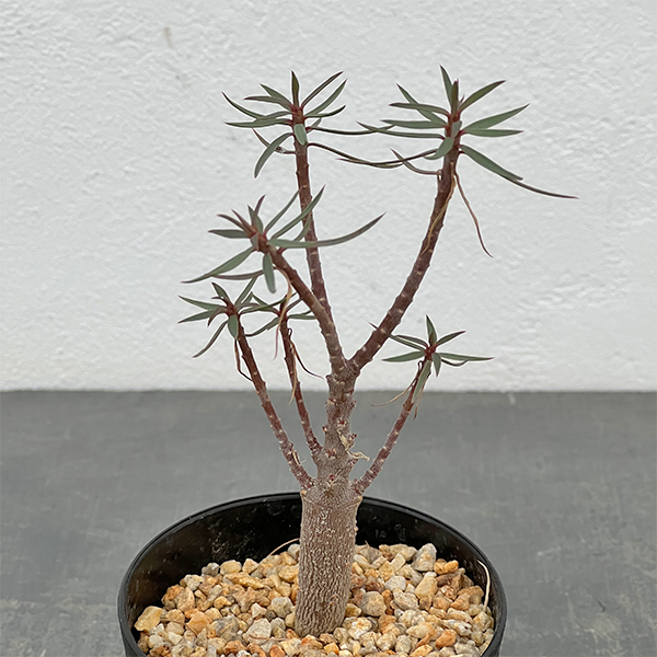 ユーフォルビア：バルサミフェラ　2.5号鉢植え